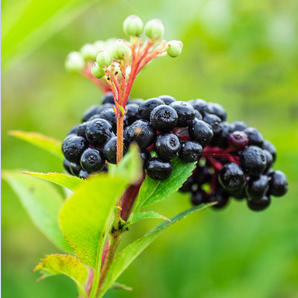 black elderberry extract company -Realclearbio.png